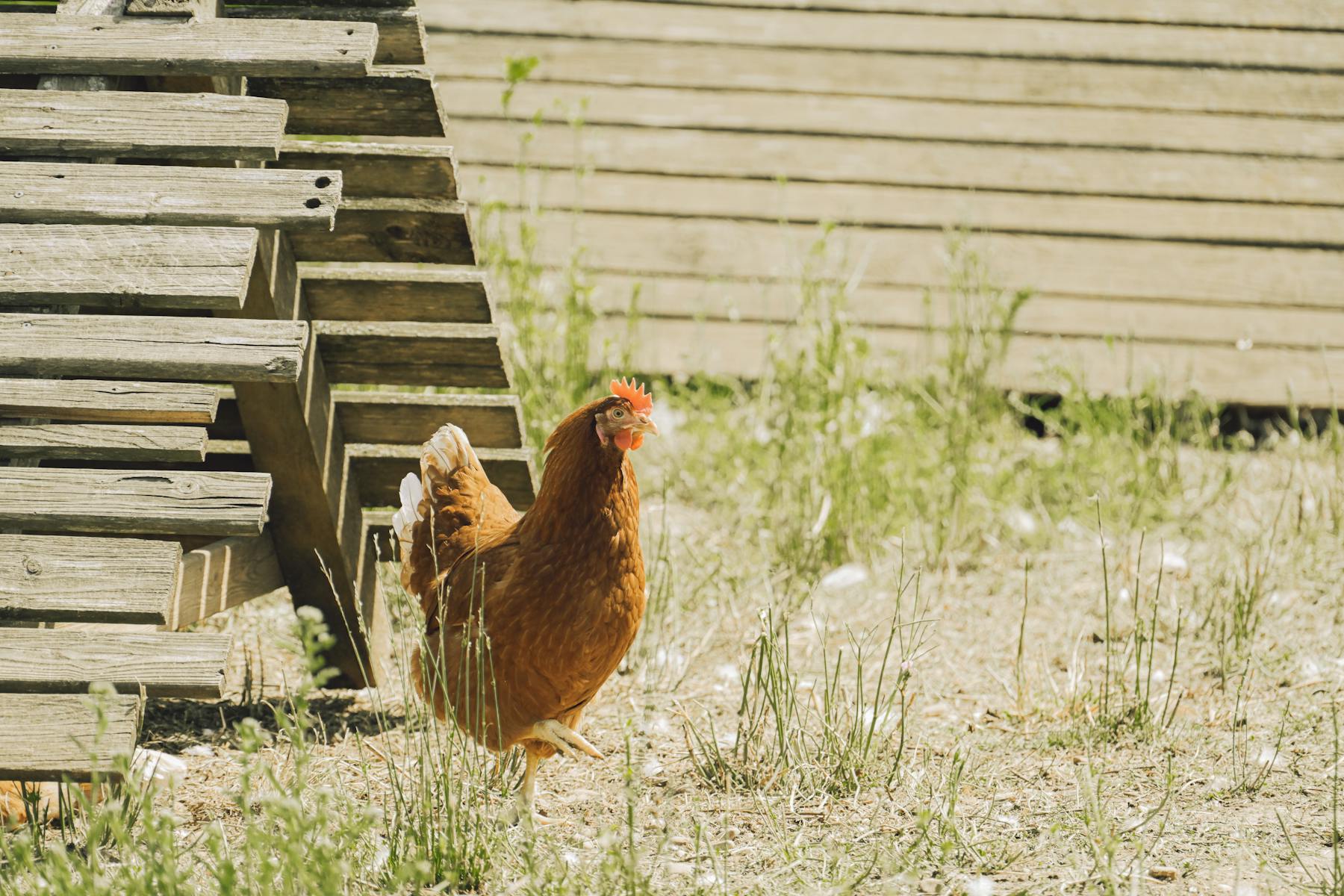 Brown hens gathered in front of a rustic coop in morning light