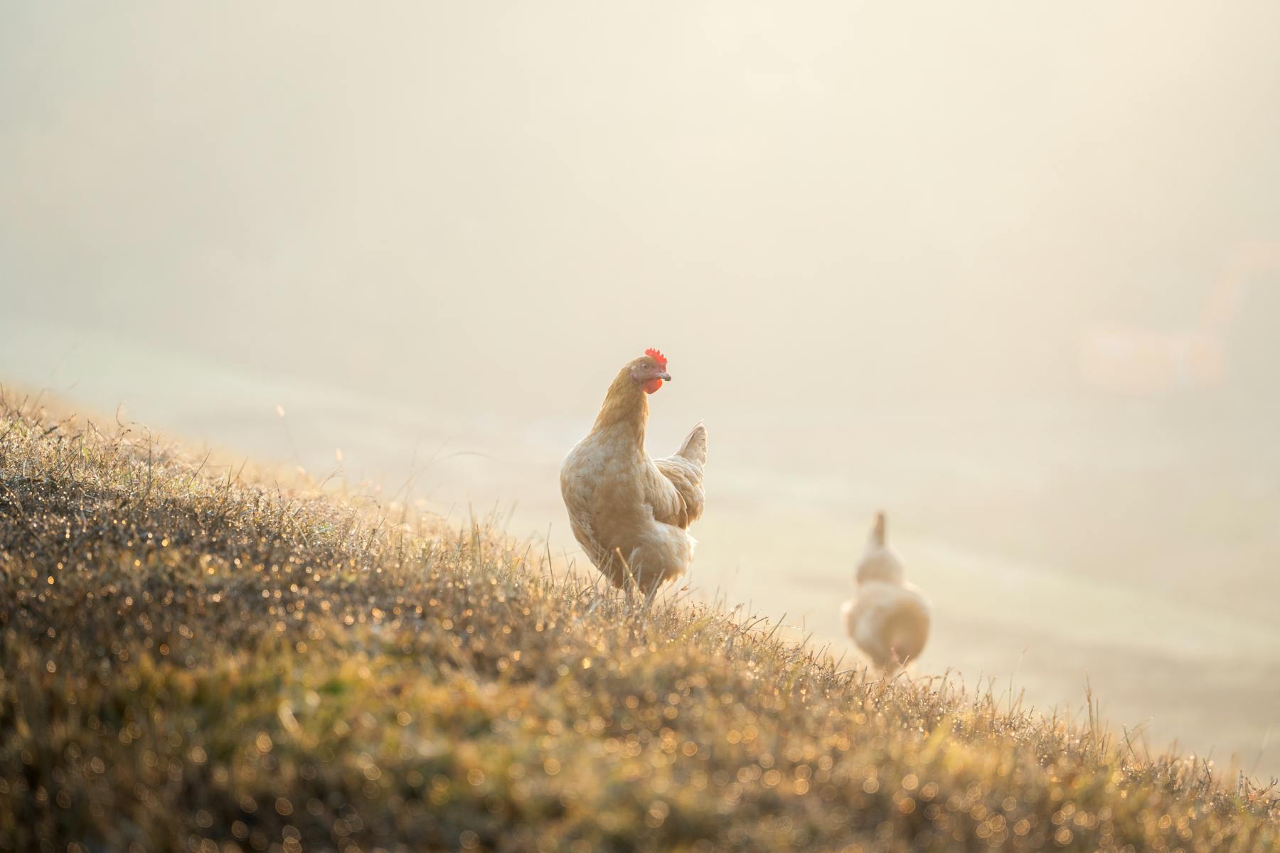 Chickens standing together in warm sunlight on a grassy hillside