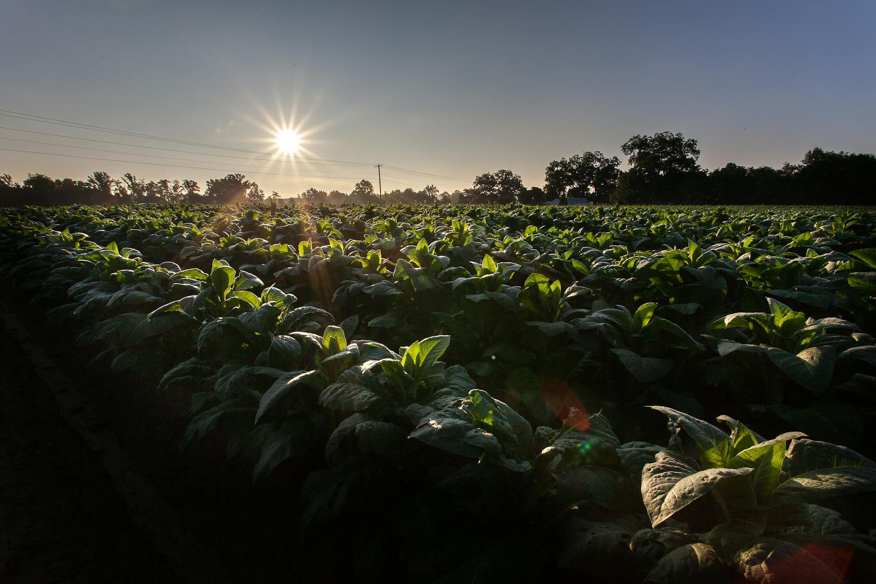 Rows of garden crops in first light across a rural field