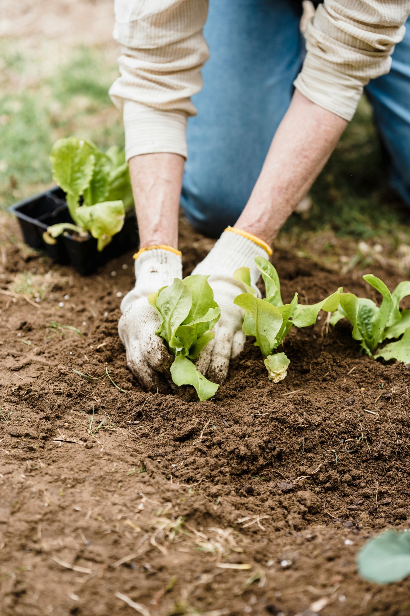 A gardener planting young lettuce seedlings in a small beginner garden bed