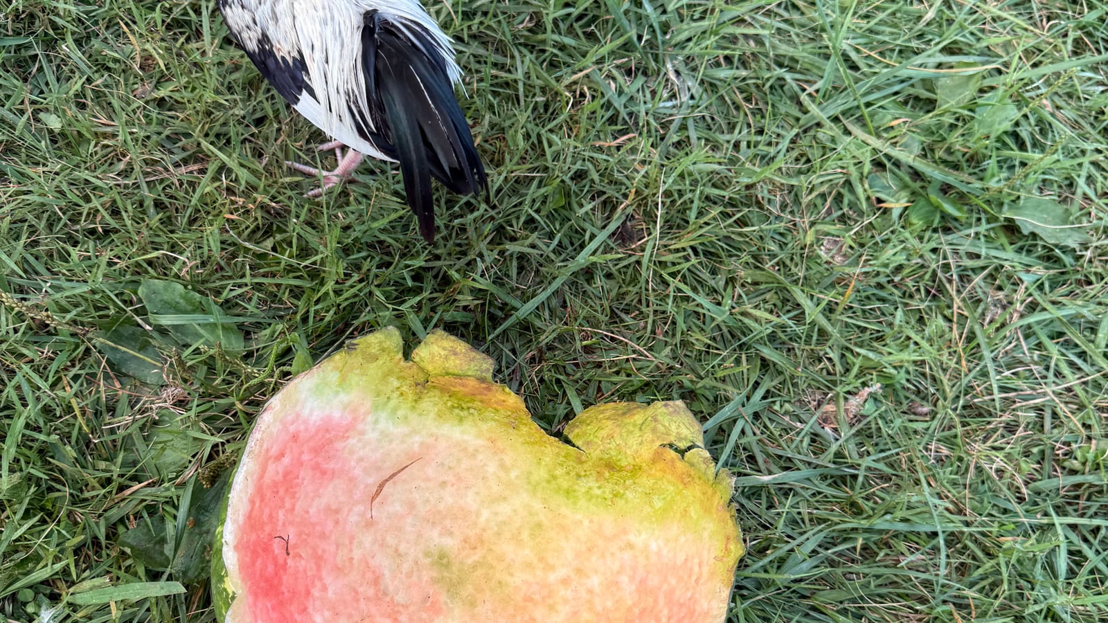 A watermelon rind in the grass near a chicken, showing how food scraps move through a homestead yard system