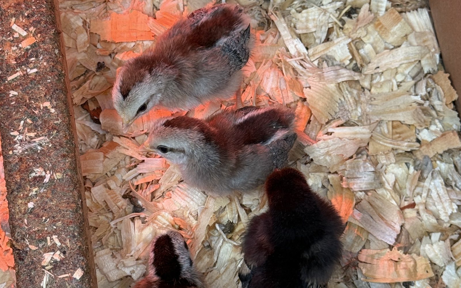 Young chicks standing in brooder bedding under warm red light