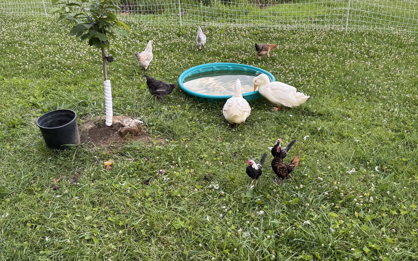 Chickens and ducks foraging in a grassy fenced yard