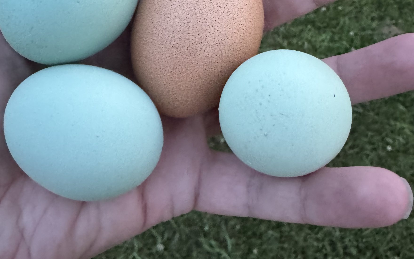 Fresh blue and brown eggs held in one hand outside